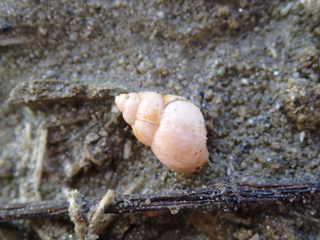 Gasteropode lacustre: Bithynia tentaculata