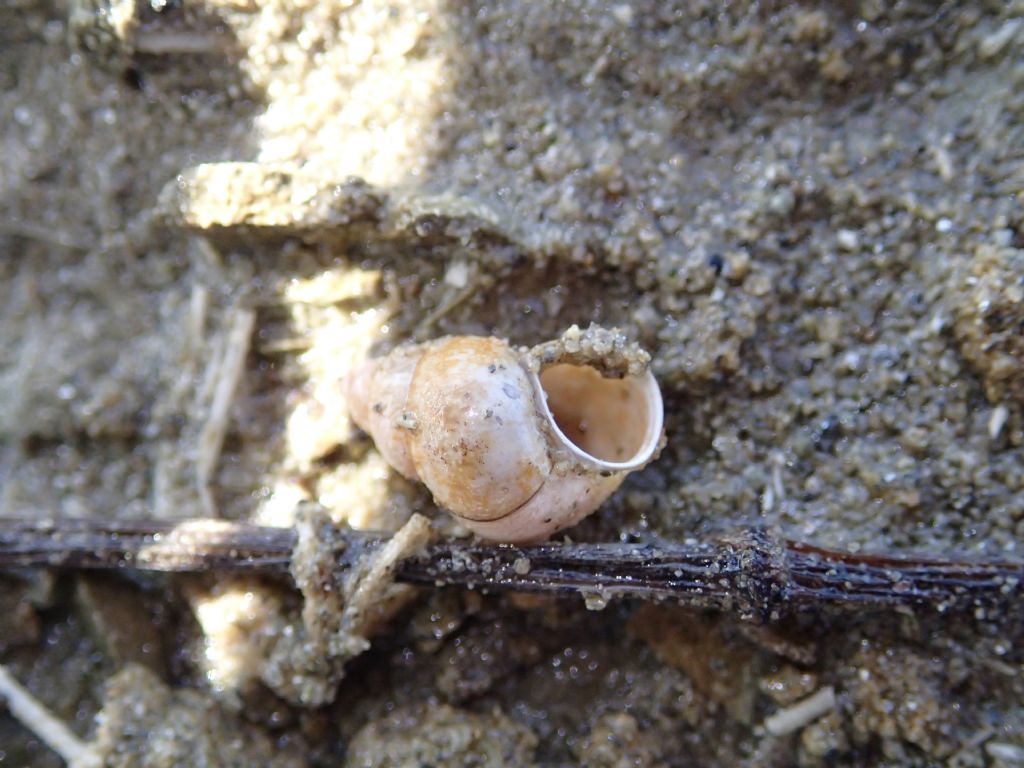 Gasteropode lacustre: Bithynia tentaculata