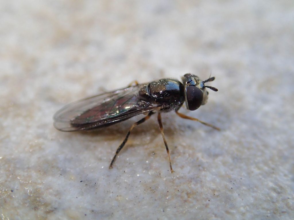 Syrphidae: Platycheirus sp.,  femmina