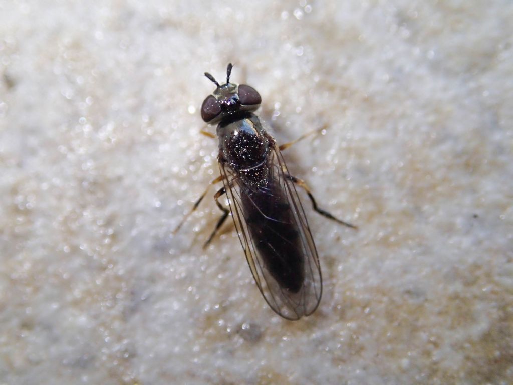 Syrphidae: Platycheirus sp.,  femmina