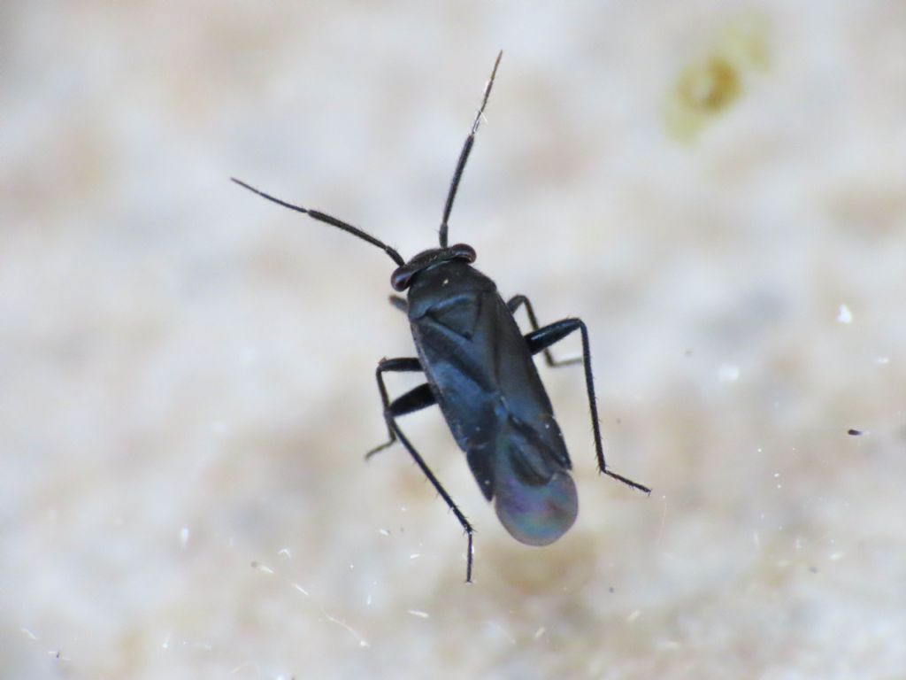 Miridae? S, Pachytomella passerini