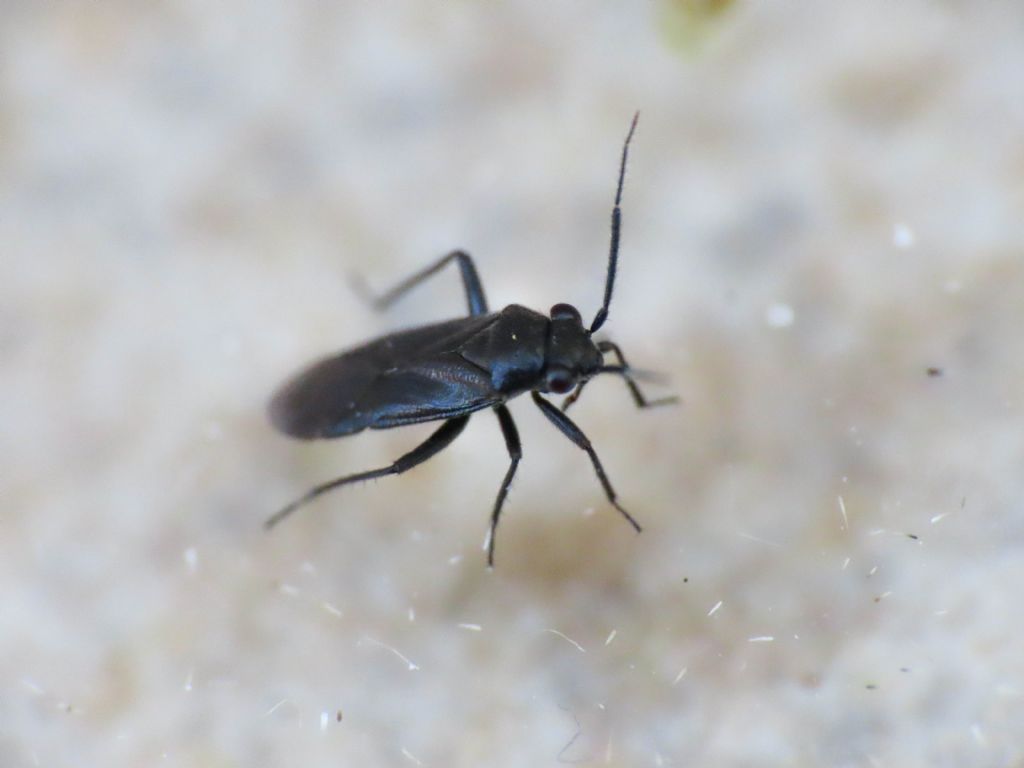 Miridae? S, Pachytomella passerini