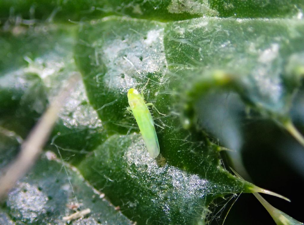 Cicadellidae: cfr. Empoasca sp.