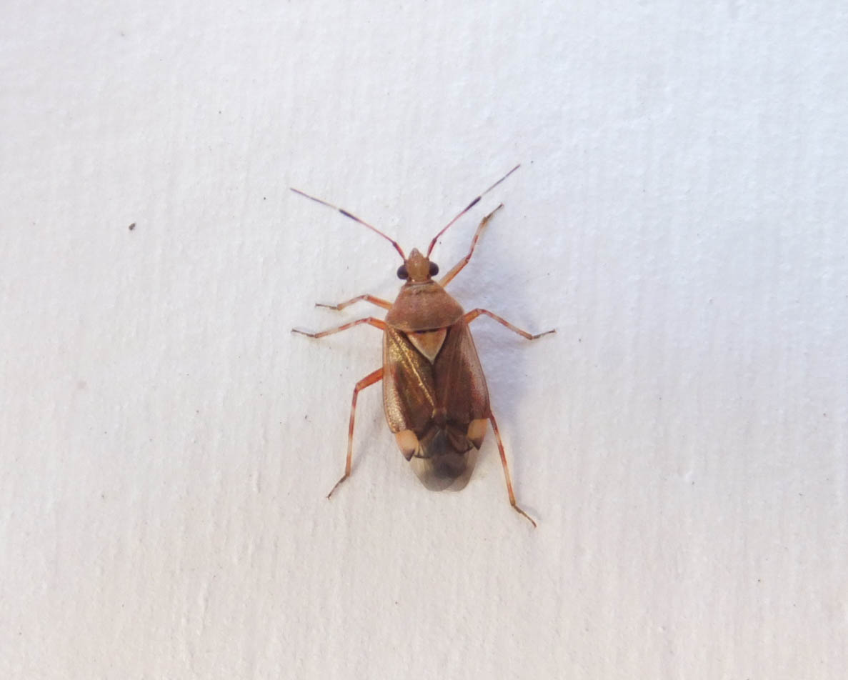 Miridae: Deraeocoris flavilinea