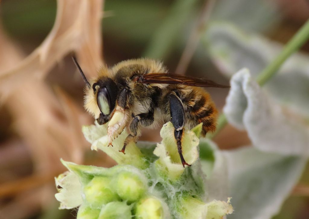 Apidae?.... S,... Megachile cfr. maritima (Apidae Megachilinae)