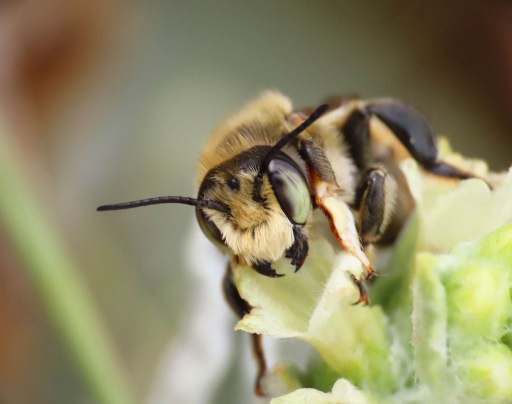 Apidae?.... S,... Megachile cfr. maritima (Apidae Megachilinae)