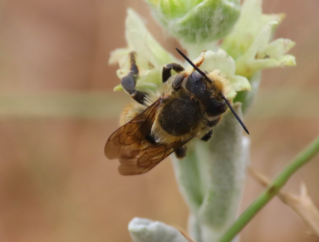 Apidae?.... S,... Megachile cfr. maritima (Apidae Megachilinae)