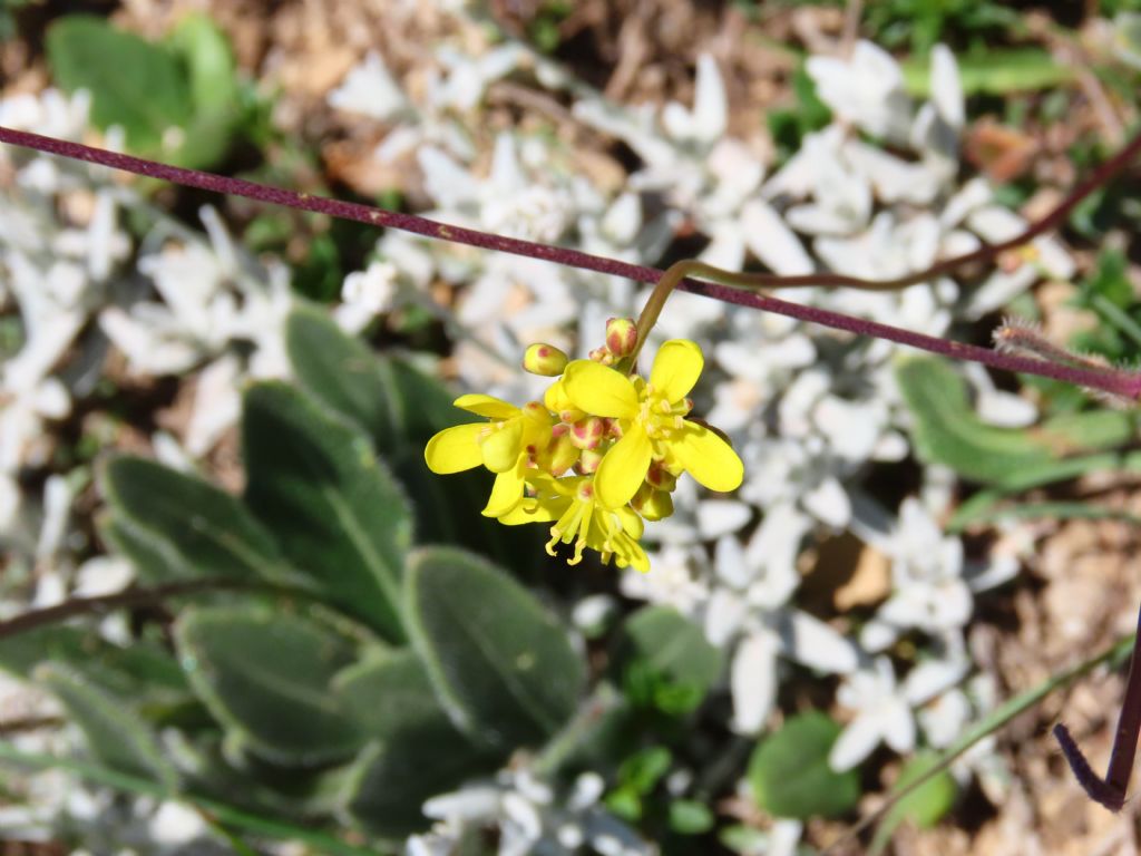 Brassicacea Biscutella laevigata