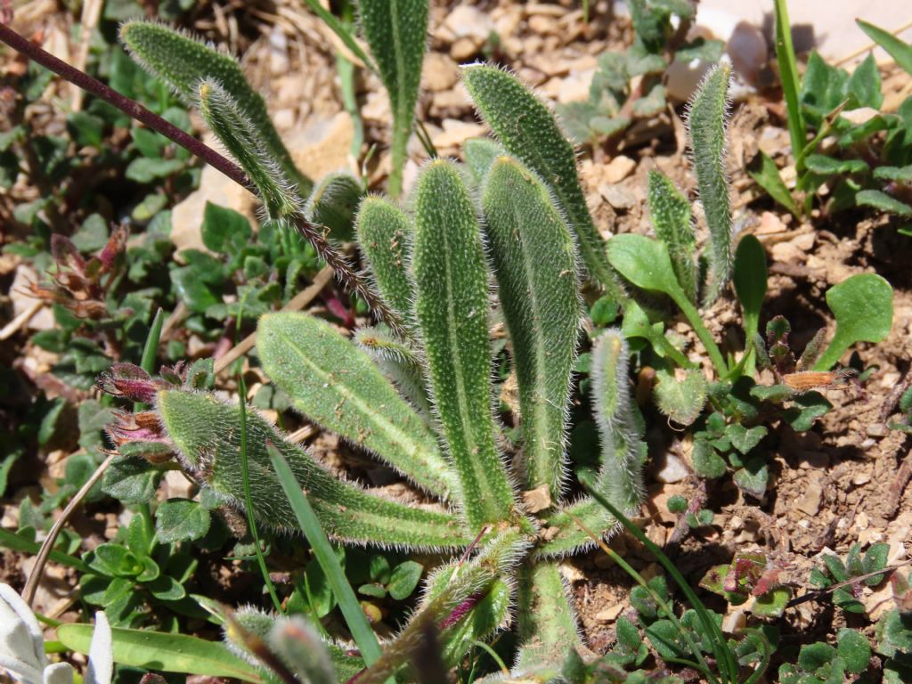 Brassicacea Biscutella laevigata