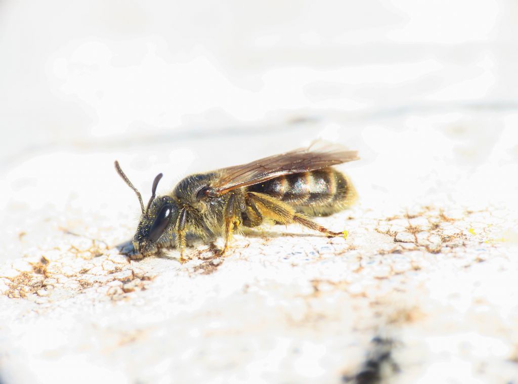 Apidae Halictinae: Halictus sp. , femmina