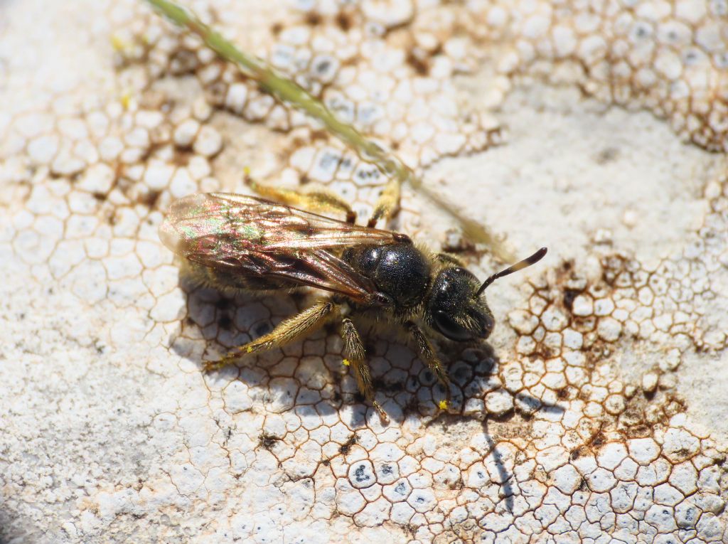 Apidae Halictinae: Halictus sp. , femmina