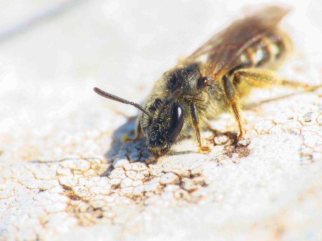 Apidae Halictinae: Halictus sp. , femmina