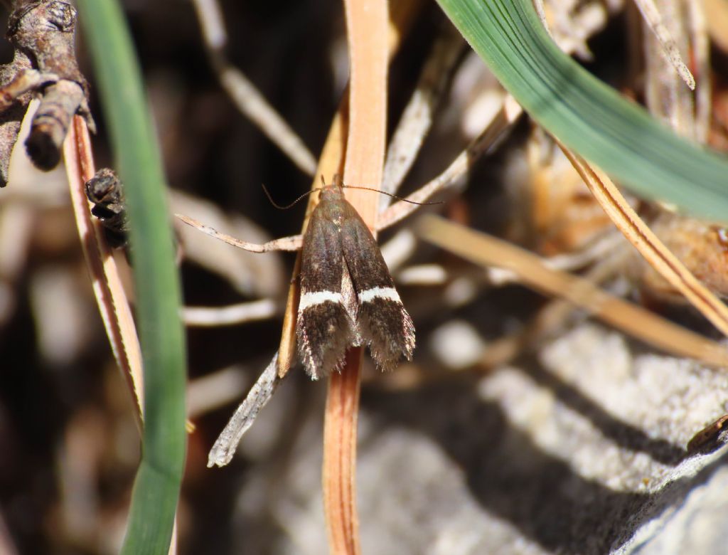 Syncopacma sp. - Gelechiidae