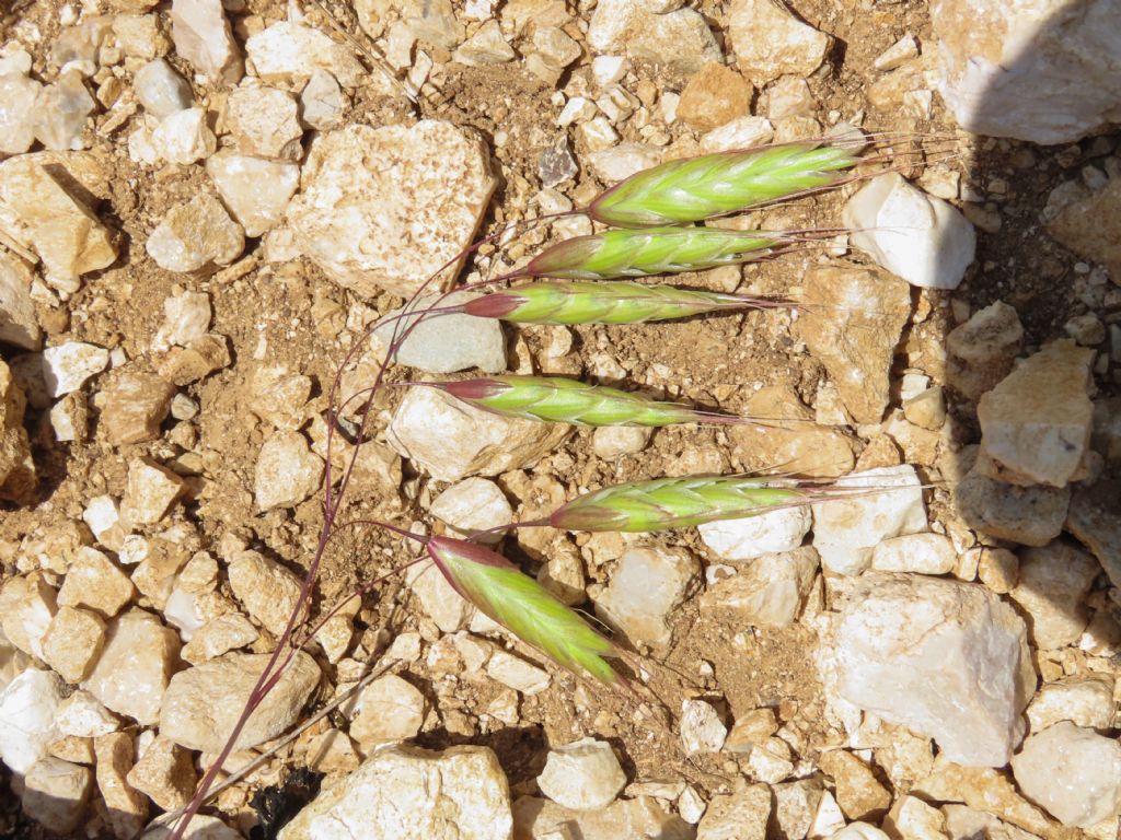 Bromus? ... Bromus sp.