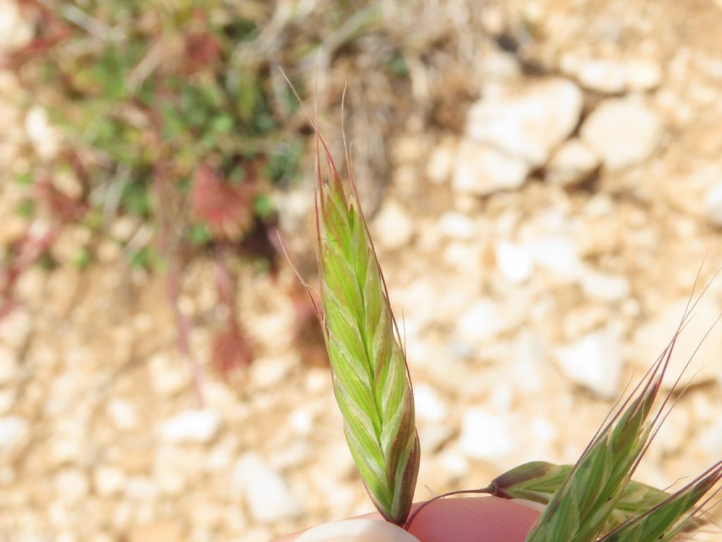 Bromus? ... Bromus sp.