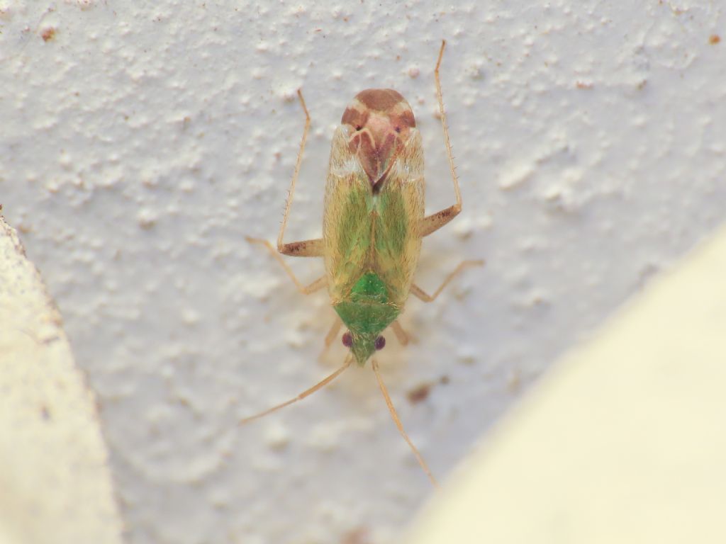 Miridae: Macrotylus horvathi