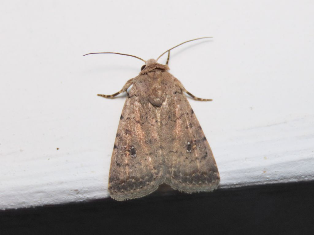 Caradrina clavipalpis - Noctuidae