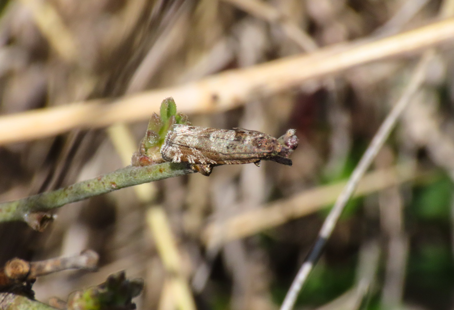 Tortricidae da ientificare