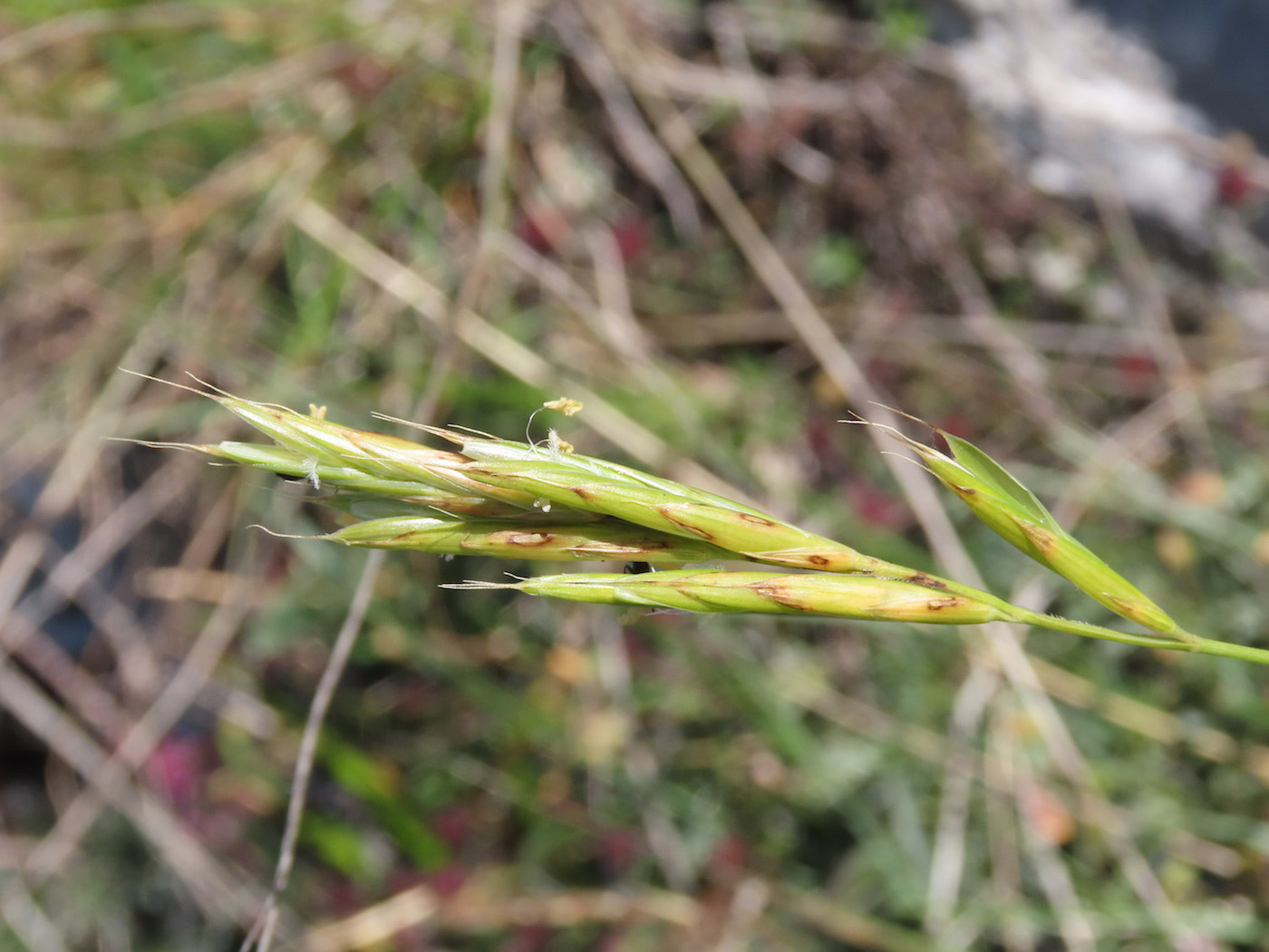 Poaceae:  cfr. Brachypodium sp.