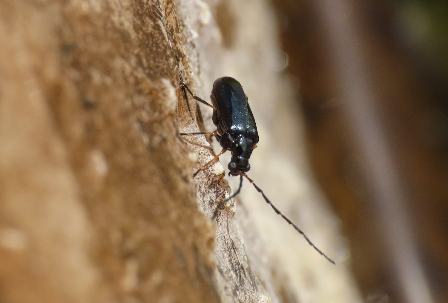 Chrysomelidae: Luperus longicornis ssp. diniensis