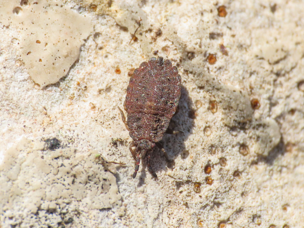 Aradidae da identificare: Aradus frigidus