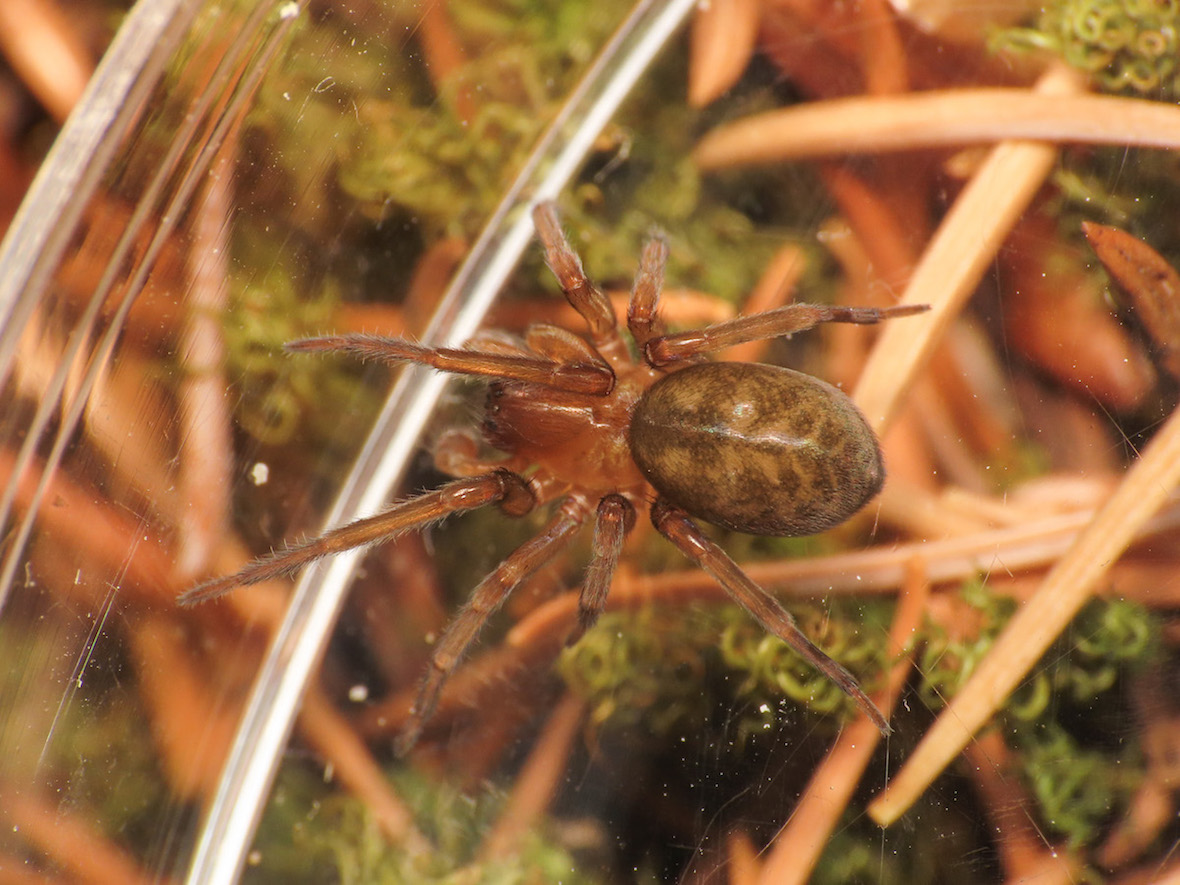 Amaurobiidae da identificare