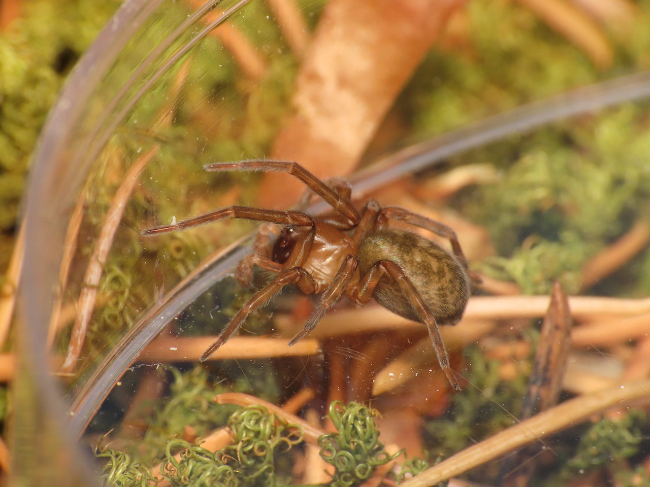 Amaurobiidae da identificare