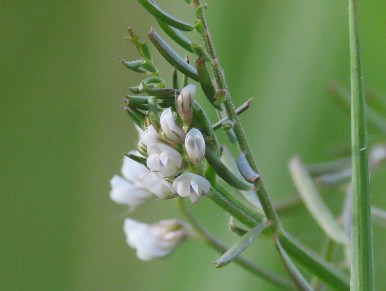 Ervilia hirsuta (=Vicia hirsuta) / Veccia tentennina