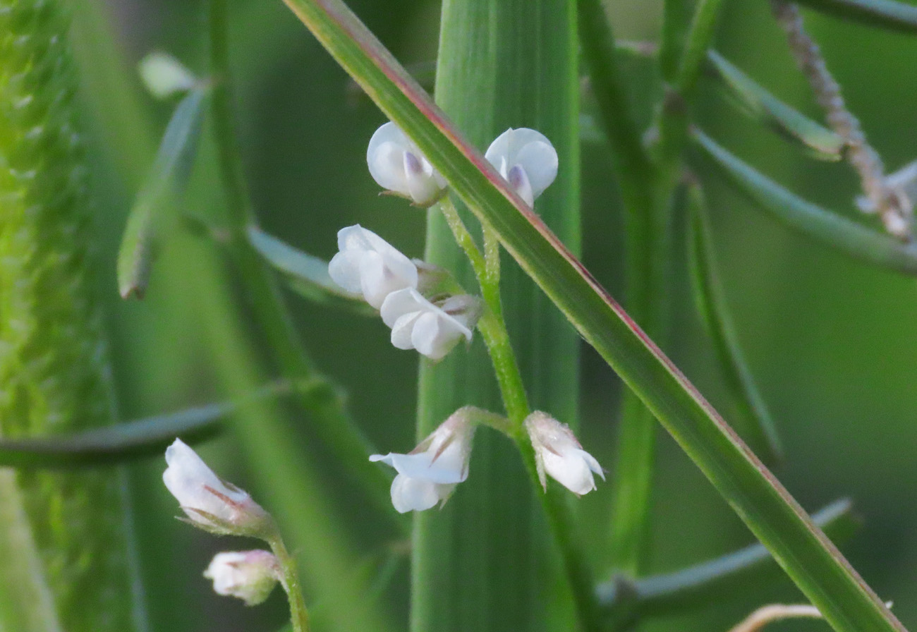 Ervilia hirsuta (=Vicia hirsuta) / Veccia tentennina