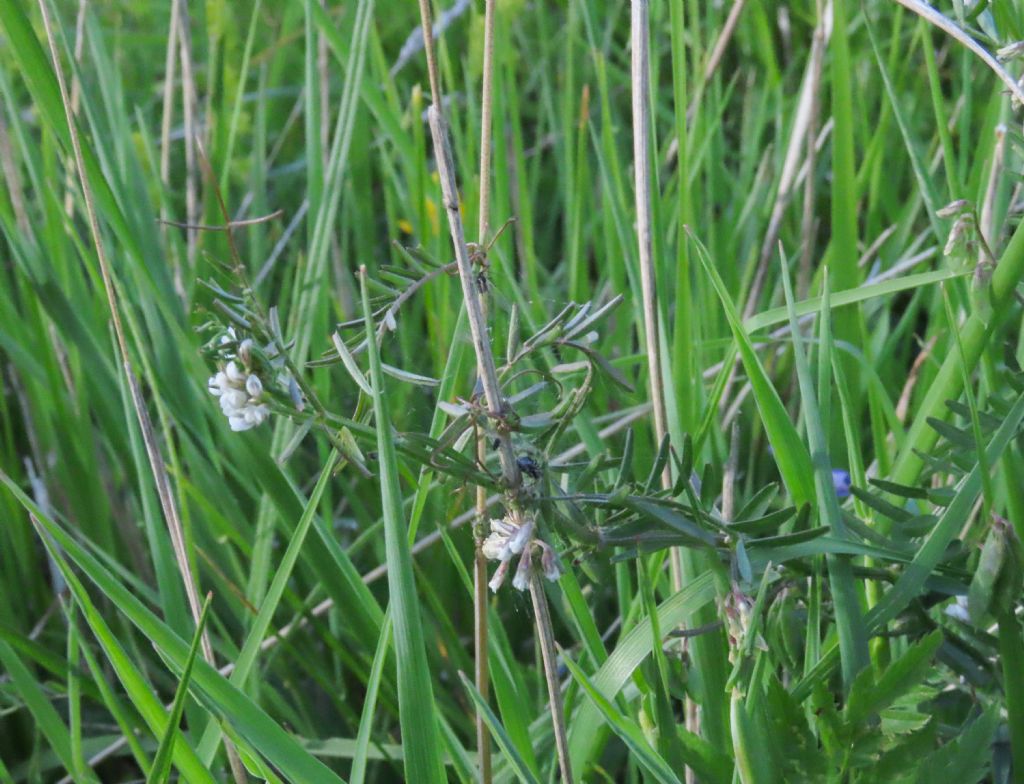 Ervilia hirsuta (=Vicia hirsuta) / Veccia tentennina