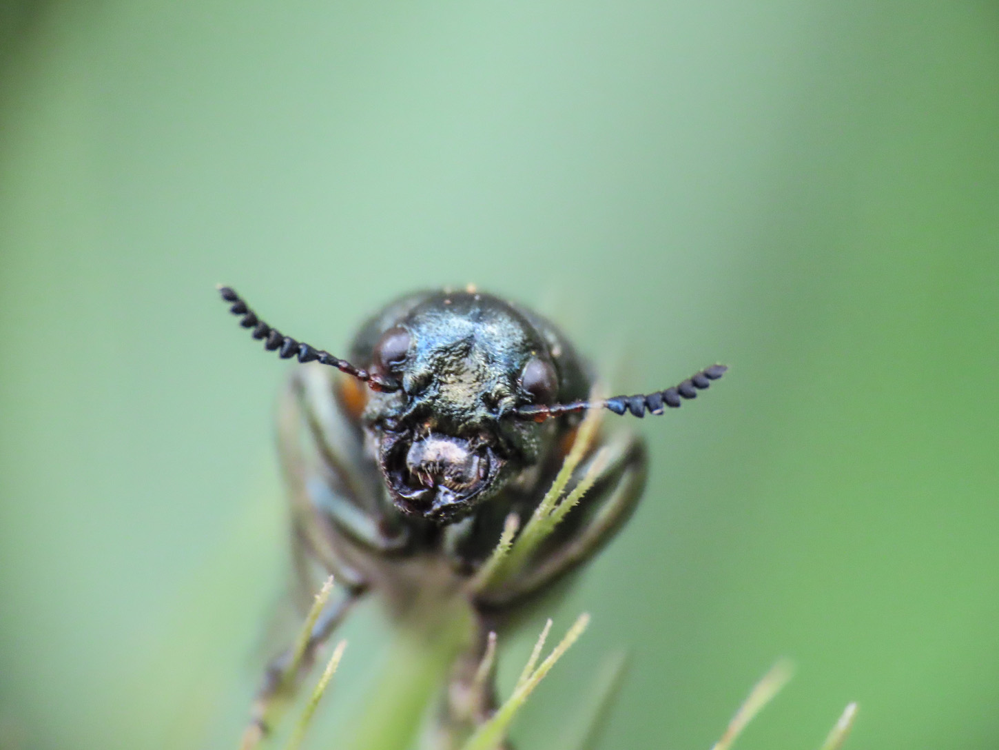 Chrysomelidae: Labidostomis longimana, maschio