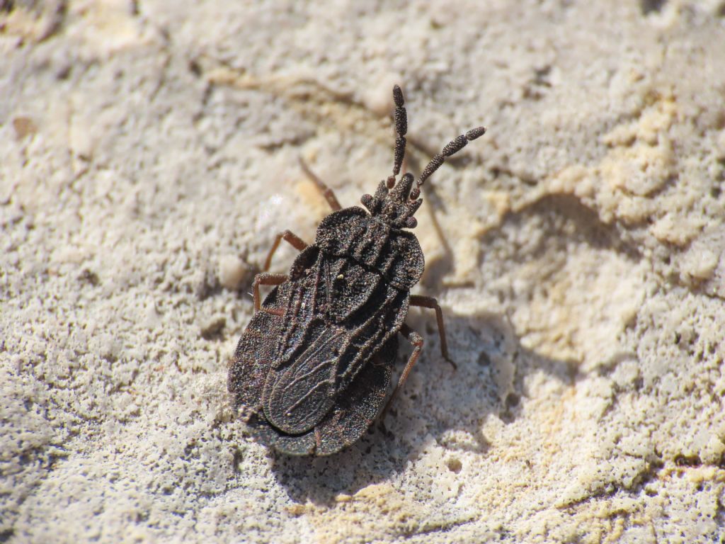 Aradidae da identificare: Aradus frigidus