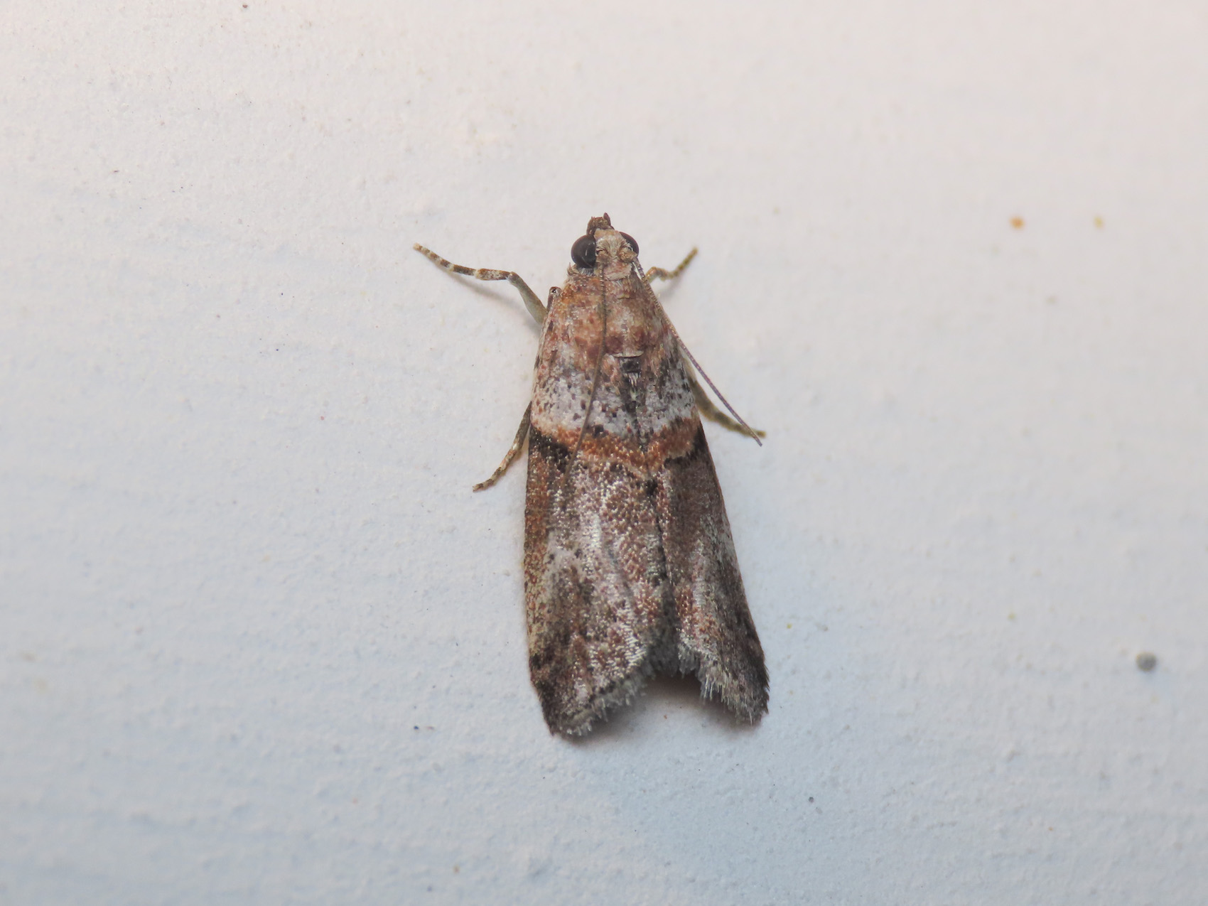 Pyralidae da identificare: Acrobasis advenella