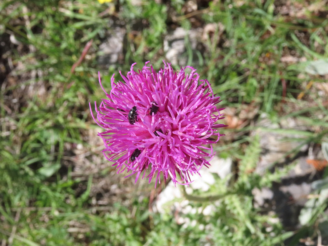 Carduus? da identificare