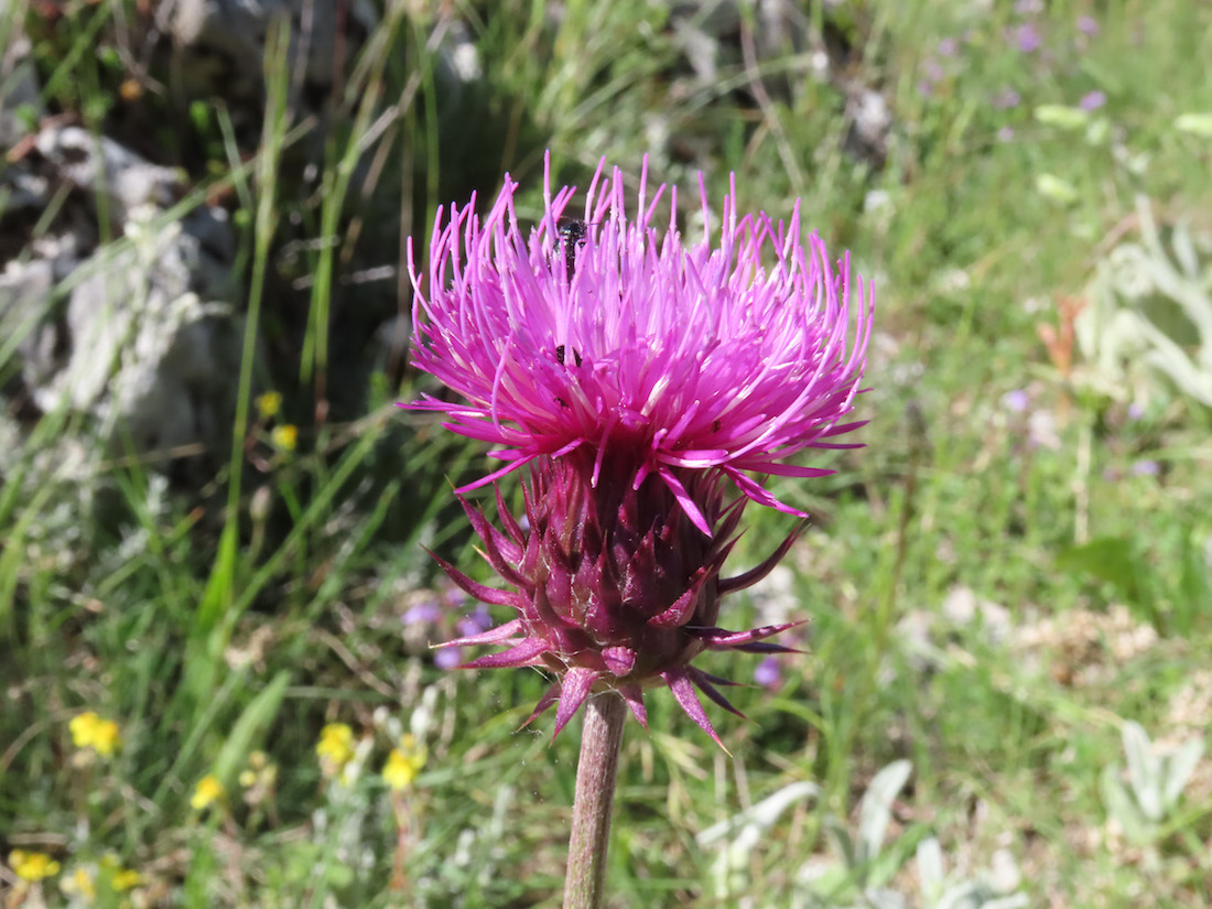 Carduus? da identificare