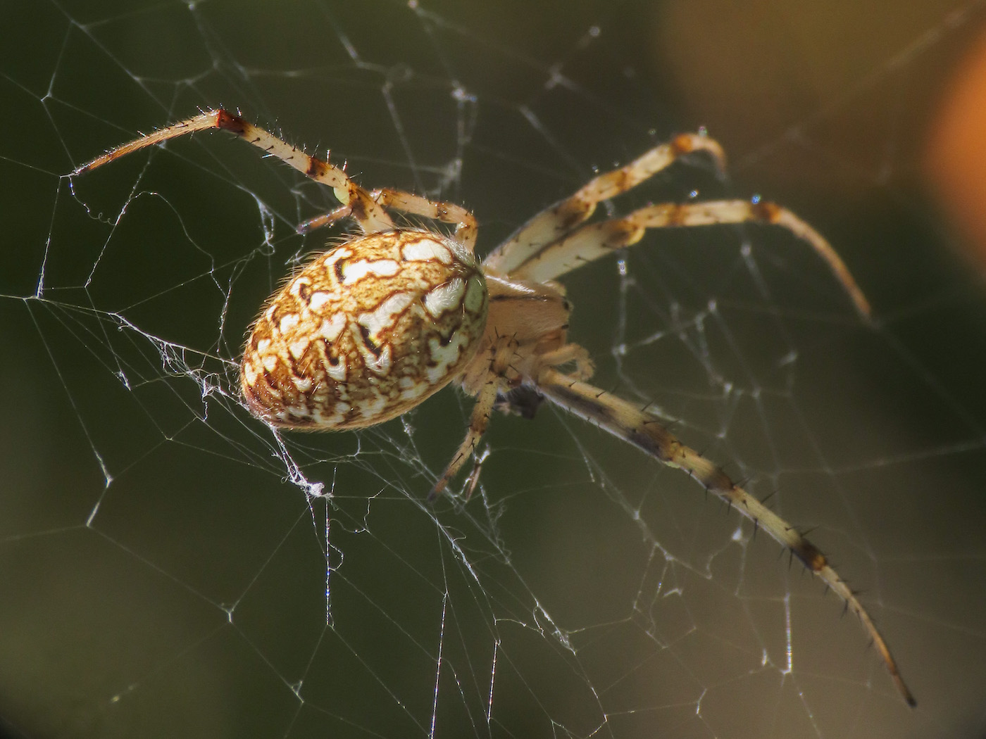 Neoscona byzanthina - Alba Fucens (AQ)