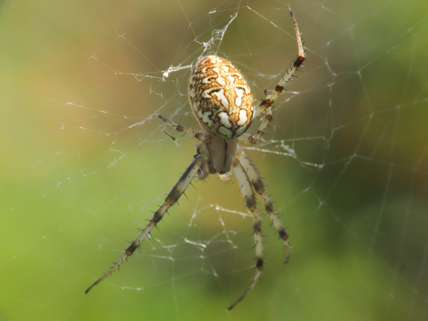 Neoscona byzanthina - Alba Fucens (AQ)