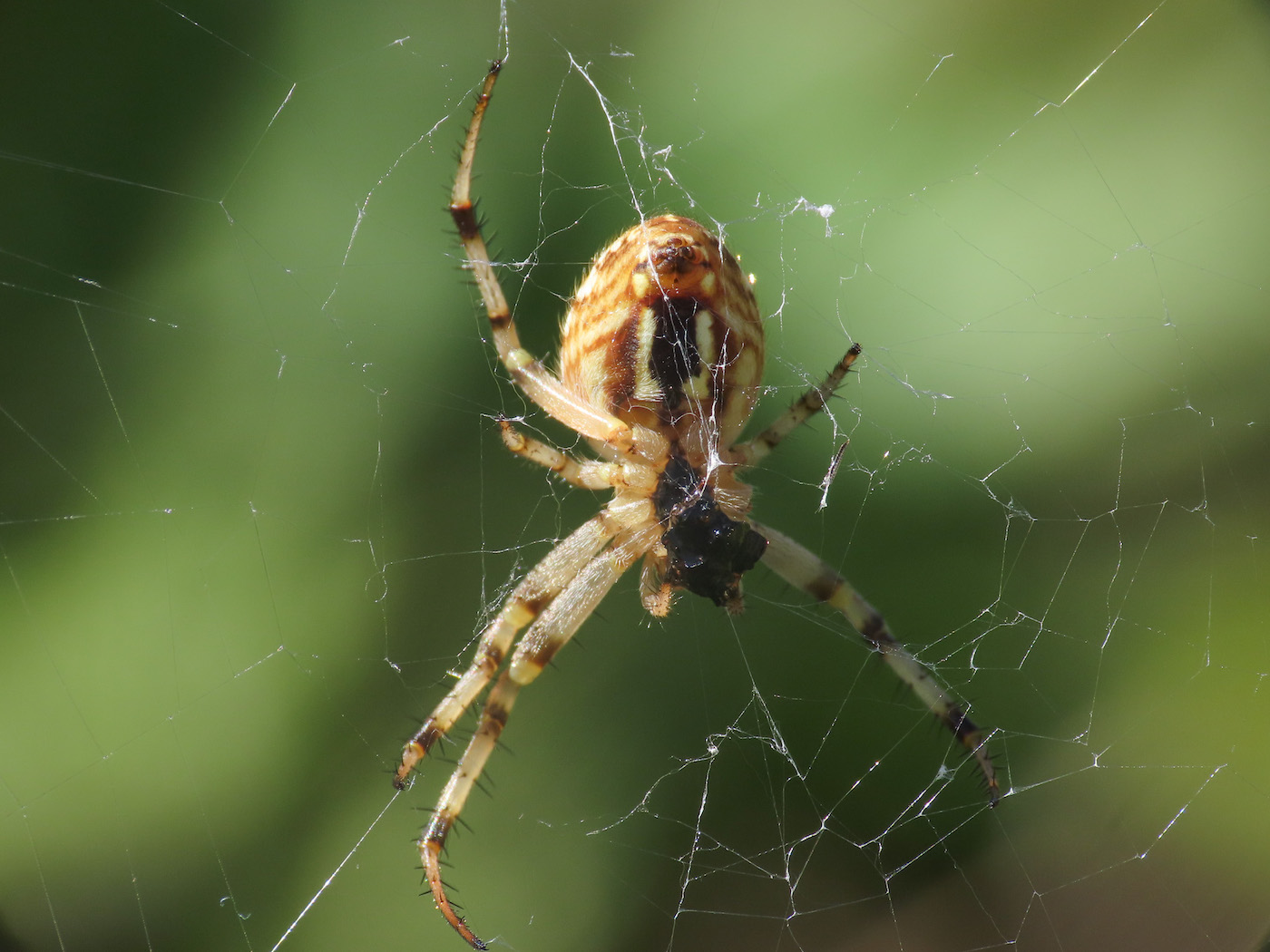 Neoscona byzanthina - Alba Fucens (AQ)