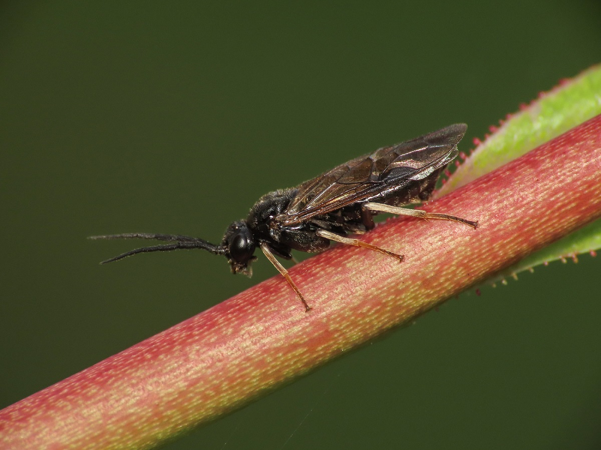 Tenthredinidae da identificare: sottofamiglia Nematinae... e qui ci fermiamo