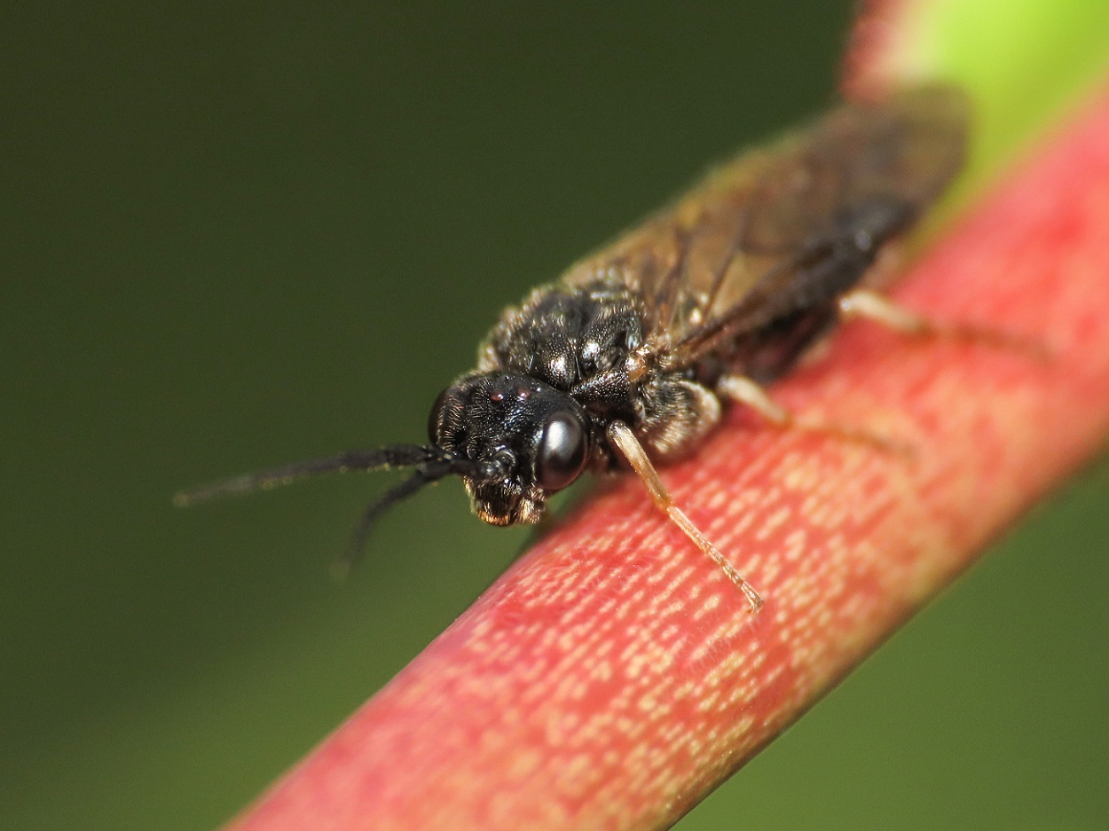 Tenthredinidae da identificare: sottofamiglia Nematinae... e qui ci fermiamo