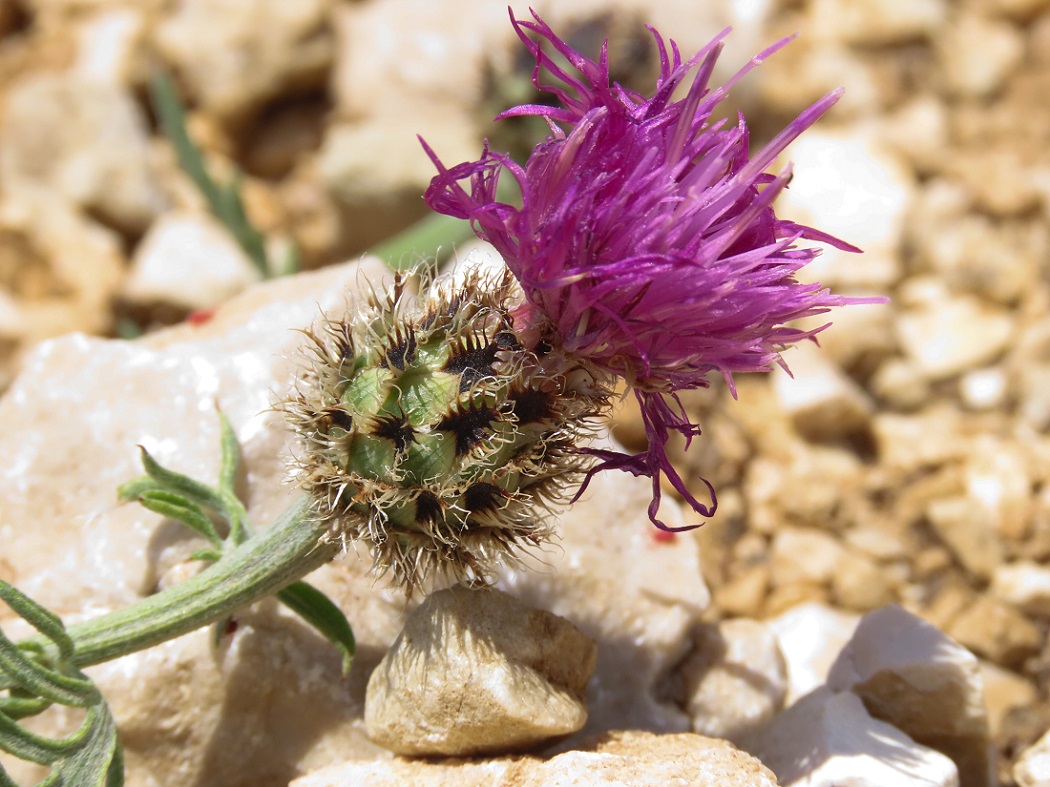 Centaurea ambigua / Fiordaliso d''Abruzzo