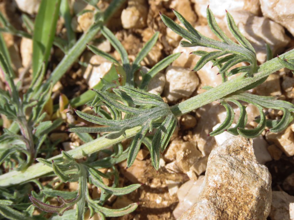 Centaurea ambigua / Fiordaliso d''Abruzzo