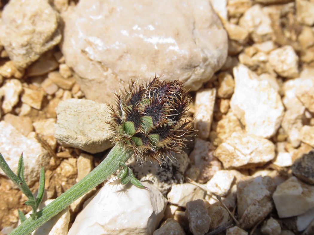 Centaurea ambigua / Fiordaliso d''Abruzzo