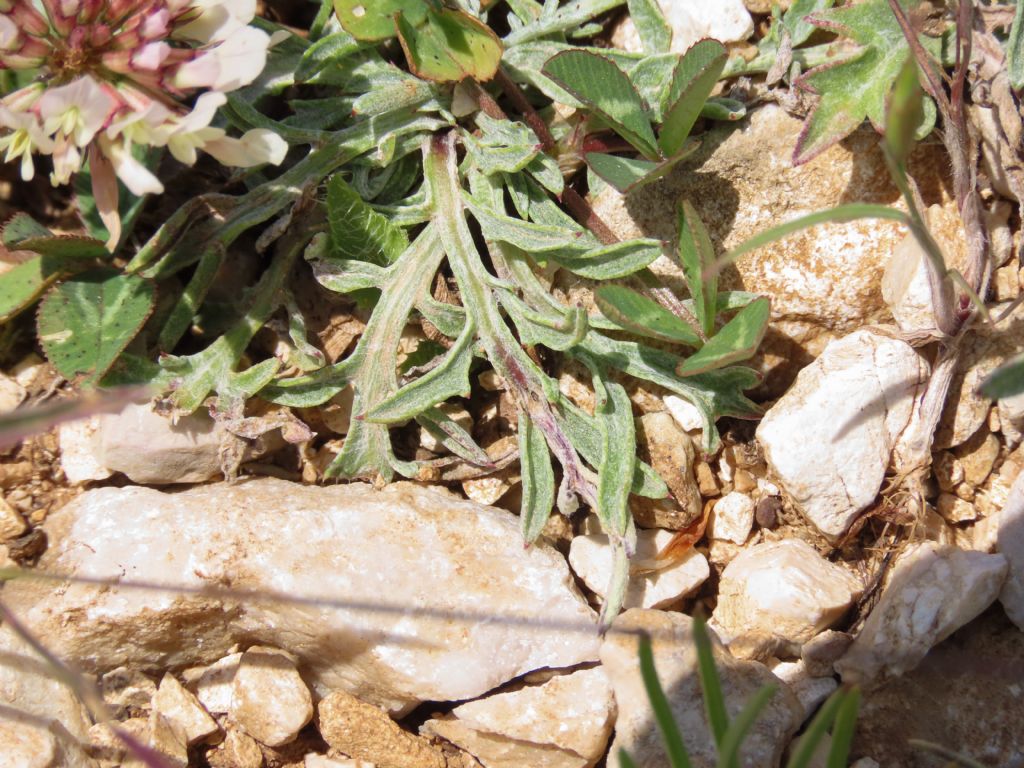 Centaurea ambigua / Fiordaliso d''Abruzzo