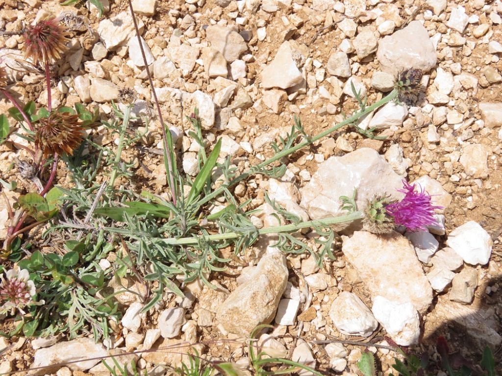 Centaurea ambigua / Fiordaliso d''Abruzzo