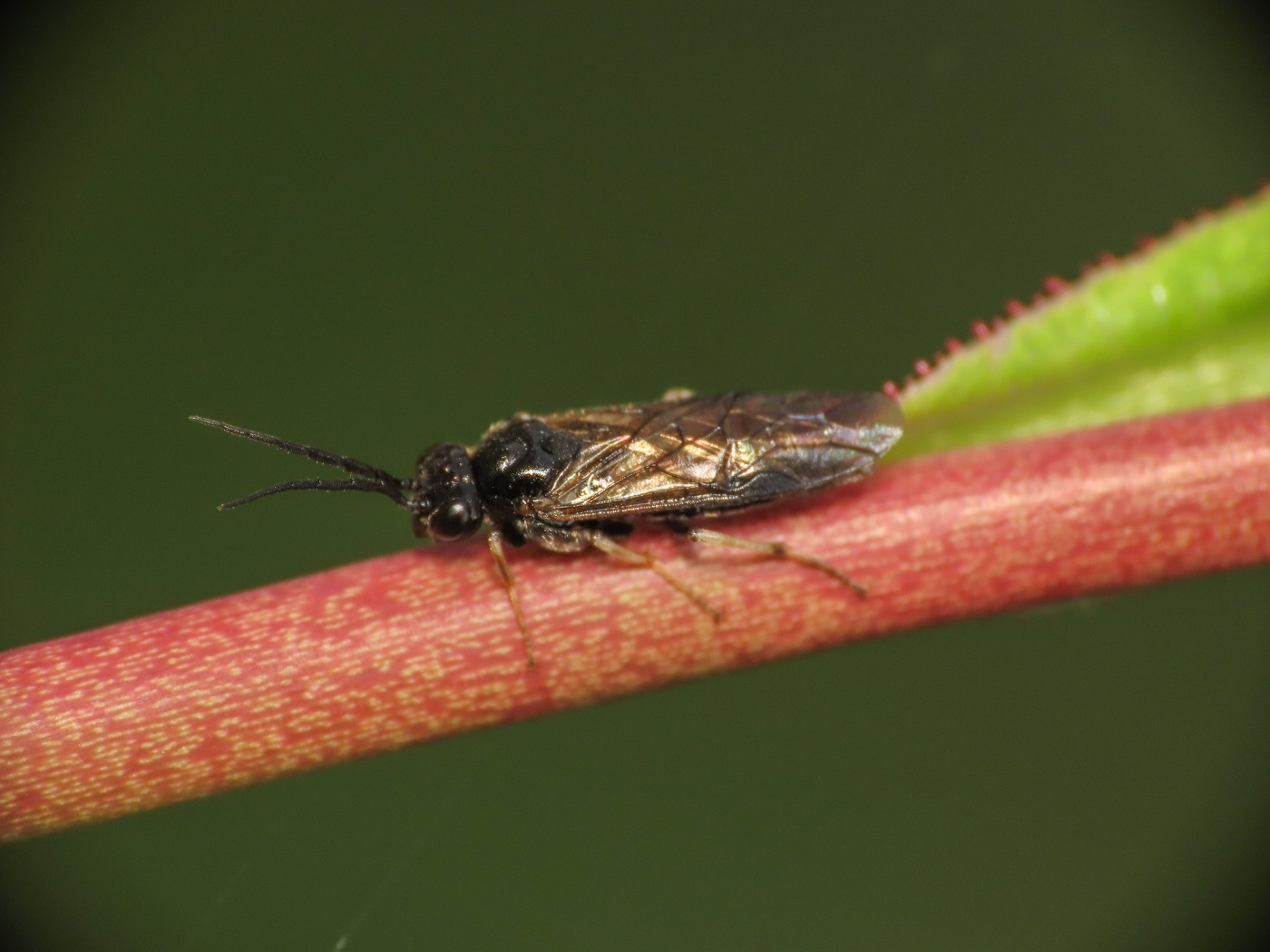 Tenthredinidae da identificare: sottofamiglia Nematinae... e qui ci fermiamo