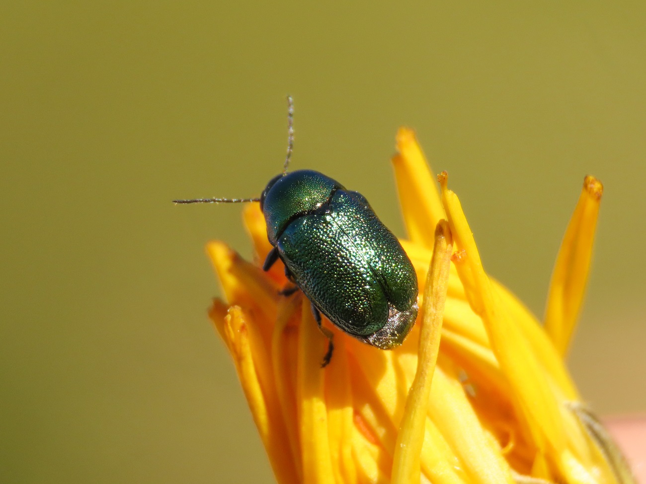 Cryptocephalus da identificare