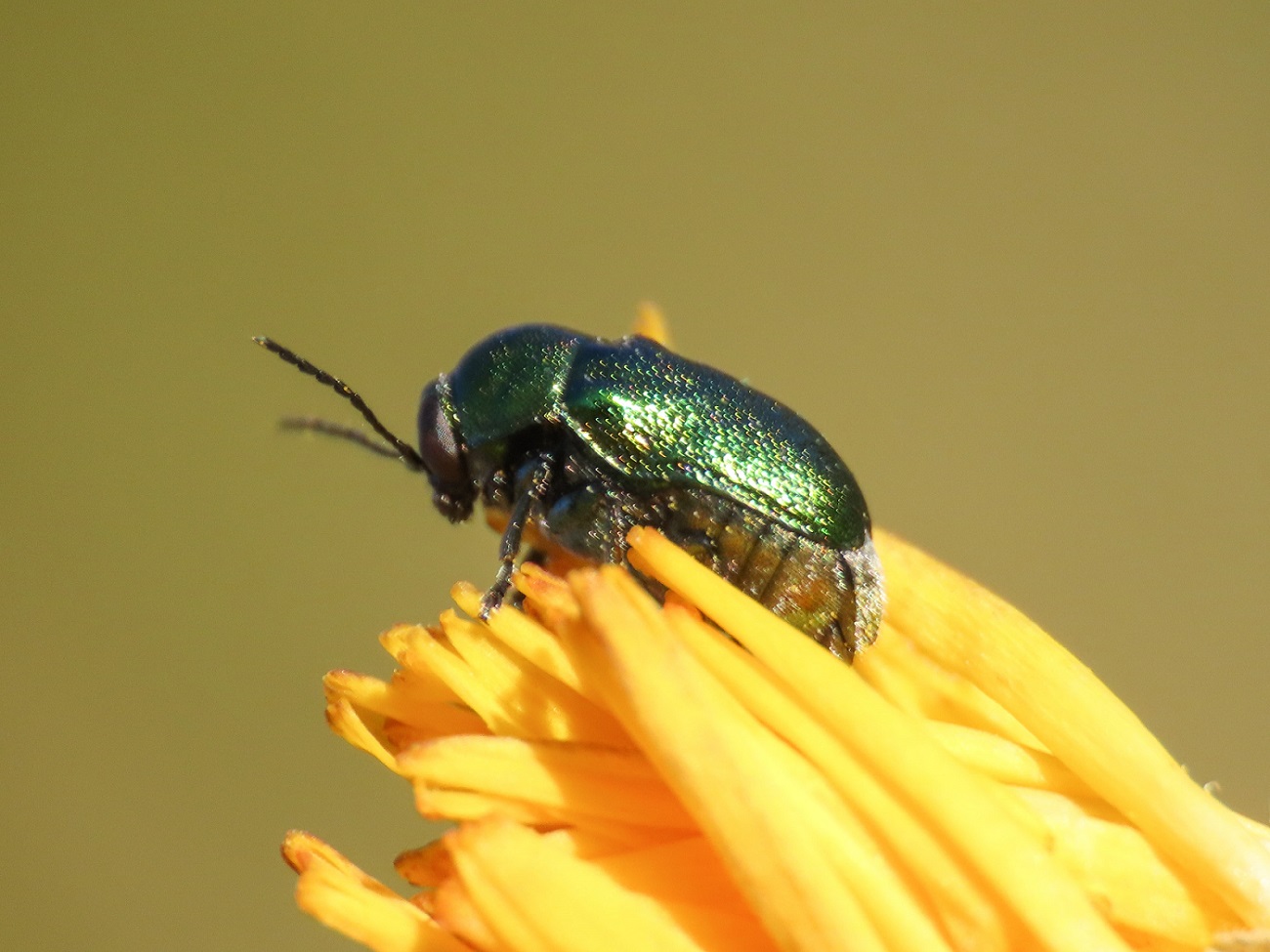 Cryptocephalus da identificare