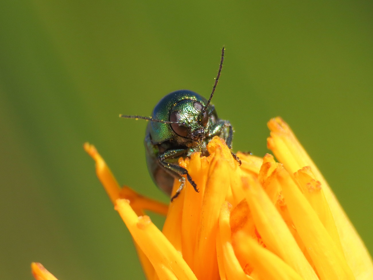 Cryptocephalus da identificare