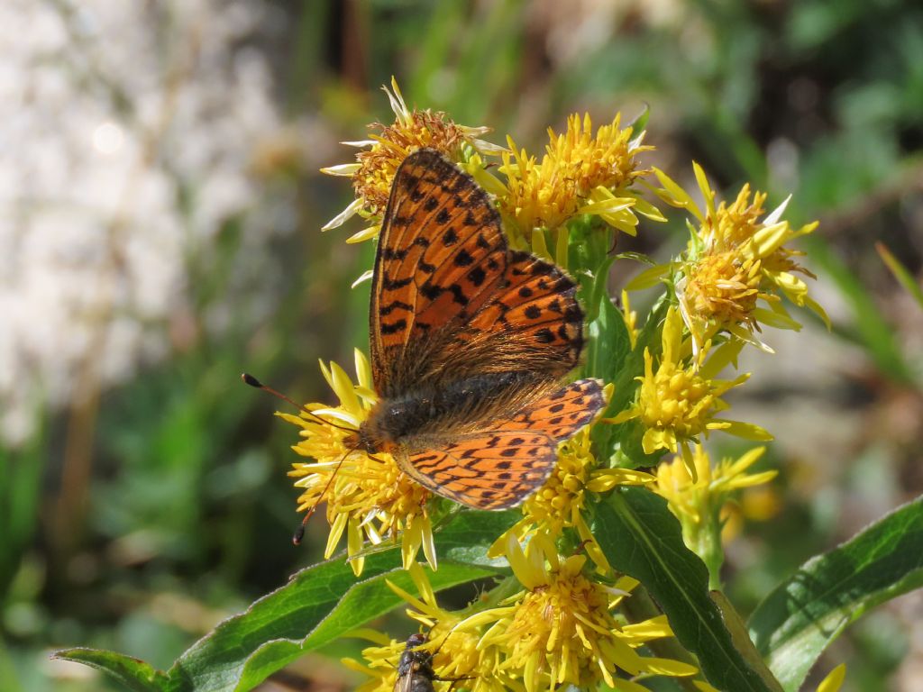 Nymphalidae: Boloria titania